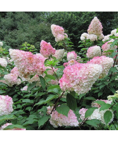Hortensia bouquet Vanille Frise en P9/C1