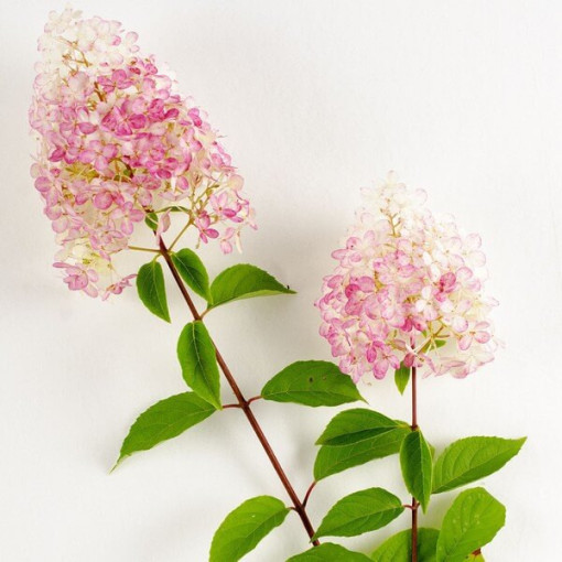 Hortensia bouquet Vanille Frise en P9/C1