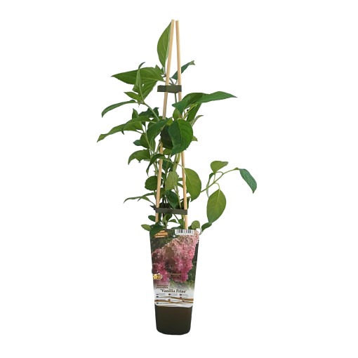 Hortensia bouquet Vanille Frise en P9/C1