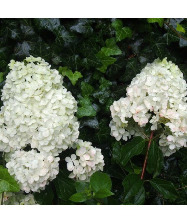 Hortensia bouquet 'Unique' en pot de 2l