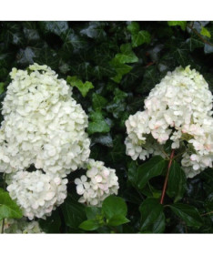 Hortensia bouquet 'Unique' en pot de 2l