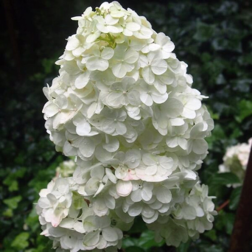 Hortensia bouquet 'Unique' en pot de 2l