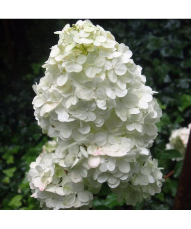 Hortensia bouquet 'Unique' P9/C1