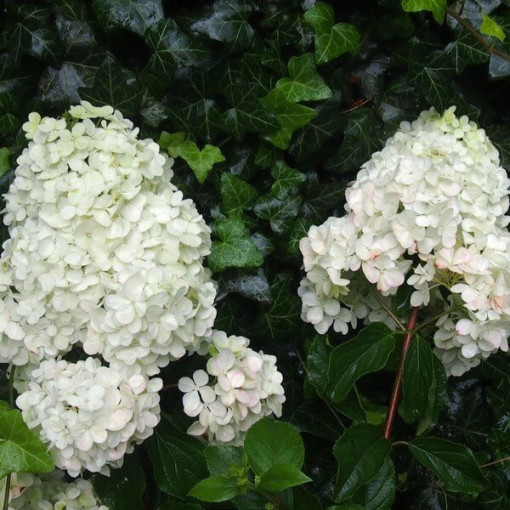 Hortensia bouquet 'Unique' P9/C1