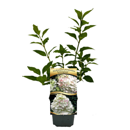 Hortensia bouquet 'Unique' P9/C1