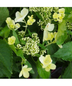 Hortensia bouquet 'Tardiva' en pot de 2l