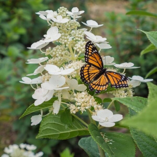 Hortensia bouquet 'Tardiva' en pot de 2l