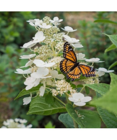 Hortensia bouquet 'Tardiva' P9/C1