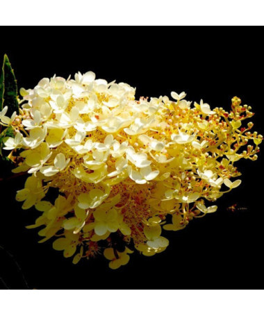 Hortensia bouquet 'Tardiva' P9/C1