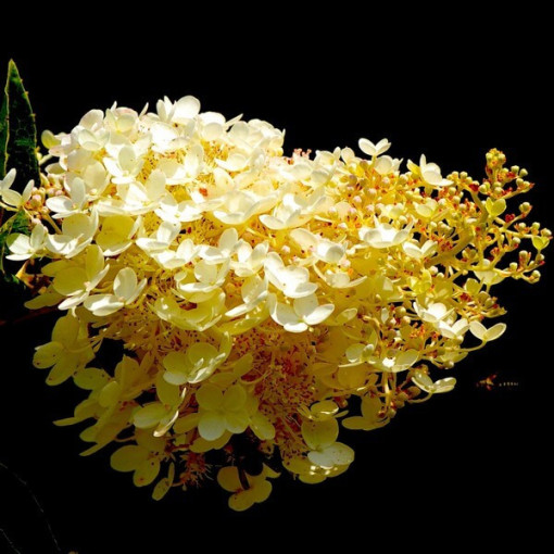 Hortensia bouquet 'Tardiva' P9/C1