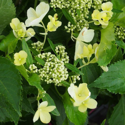 Hortensia bouquet 'Tardiva' P9/C1