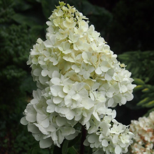 Hortensia bouquet 'Tardiva' P9/C1