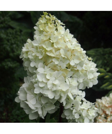 Hortensia bouquet 'SILVER DOLLAR' en pot de 2l