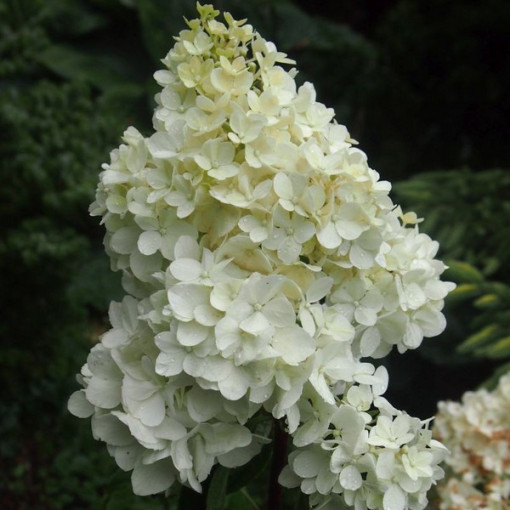 Hortensia bouquet 'SILVER DOLLAR' en pot de 2l
