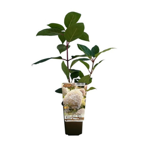 Hortensia bouquet 'SILVER DOLLAR' en pot de 2l