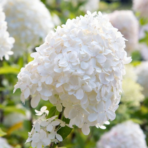 Hortensia bouquet 'SILVER DOLLAR' P9/C1