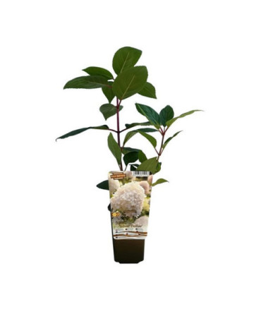 Hortensia bouquet 'SILVER DOLLAR' P9/C1