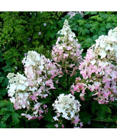 Hortensia bouquet 'Ruby' syn, Angel's Blush P9/C1