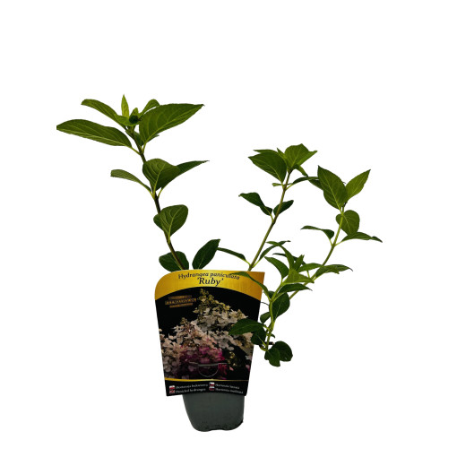 Hortensia bouquet 'Ruby' syn, Angel's Blush P9/C1