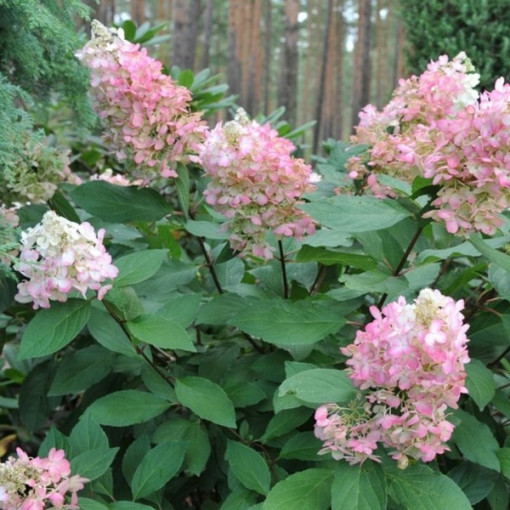 Hortensia bouquet 'Pink Lady' P9/C1