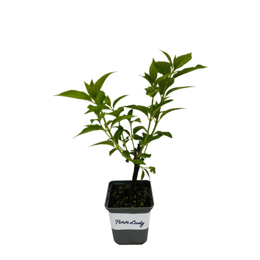 Hortensia bouquet 'Pink Lady' P9/C1