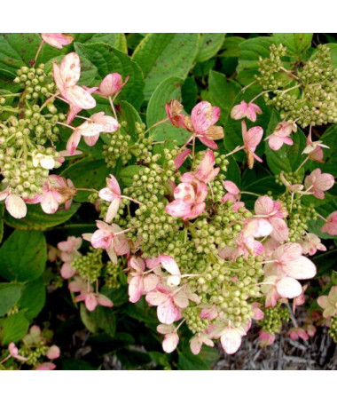 Hortensia bouquet 'Pink Diamond' en pot de 2l
