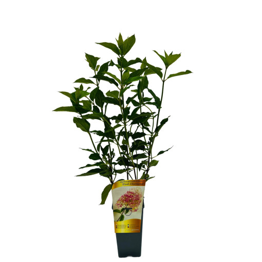 Hortensia bouquet 'Pink Diamond' en pot de 2l