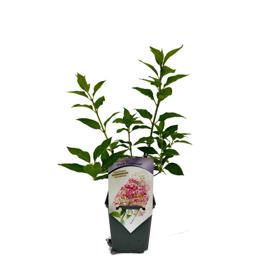 Hortensia bouquet 'Pink Diamond' P9/C1