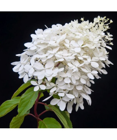 Hortensia bouquet 'Grandiflora' en pot de 2l