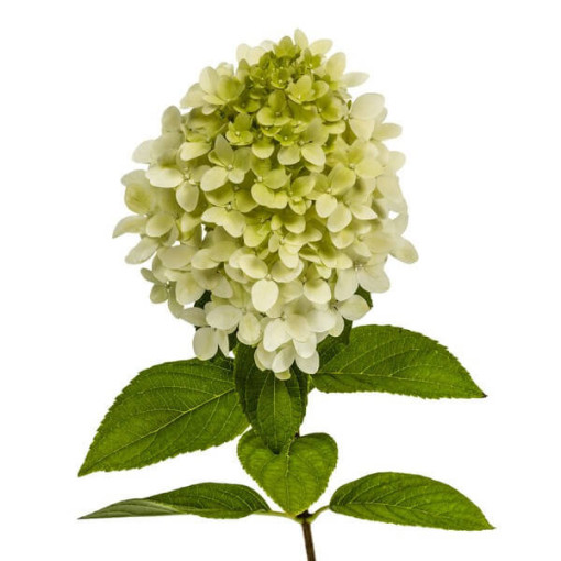 Hortensia bouquet 'Grandiflora' en pot de 2l