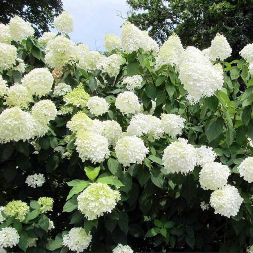 Hortensia bouquet 'Grandiflora' en pot de 2l