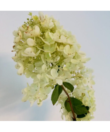 Hortensia bouquet 'Grandiflora' P9/C1