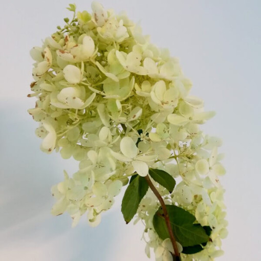 Hortensia bouquet 'Grandiflora' P9/C1