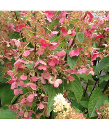 Hortensia bouquet 'DHARUMA' en pot de 2l