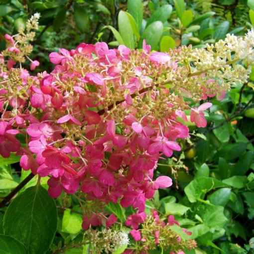 Hortensia bouquet 'DHARUMA' P9/C1