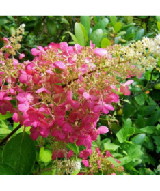 Hortensia bouquet 'DHARUMA' P9/C1