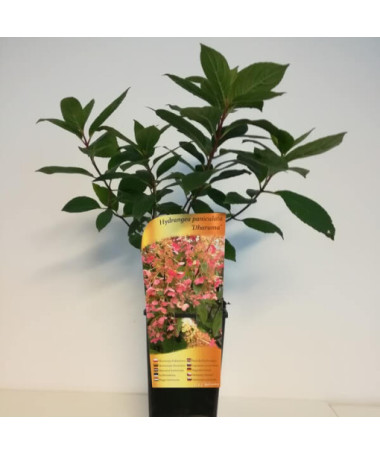Hortensia bouquet 'DHARUMA' P9/C1