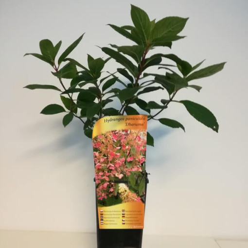 Hortensia bouquet 'DHARUMA' P9/C1