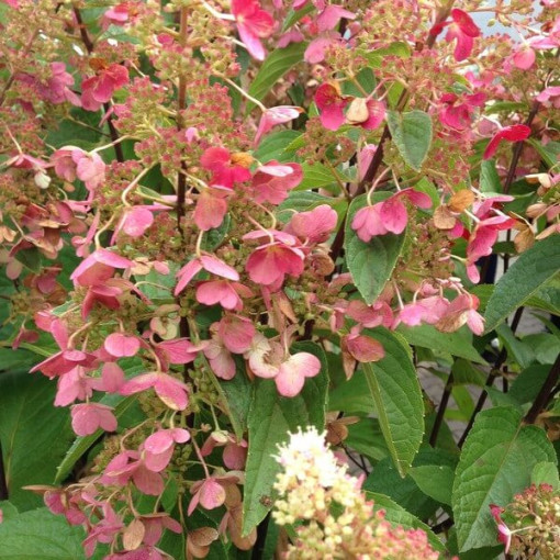 Hortensia bouquet 'DHARUMA' P9/C1