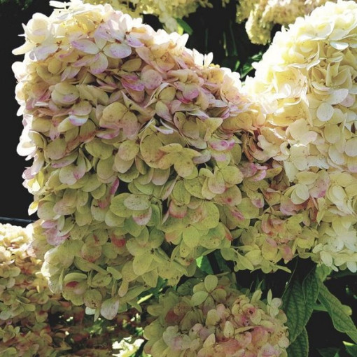 Hortensia bouquet 'PHANTOM' P9/C1