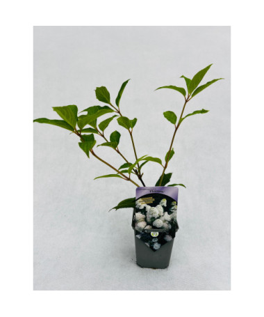 Hortensia bouquet 'PHANTOM' P9/C1