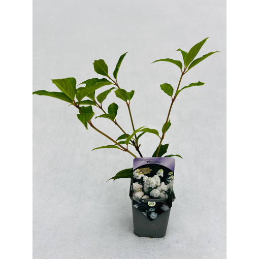 Hortensia bouquet 'PHANTOM' P9/C1