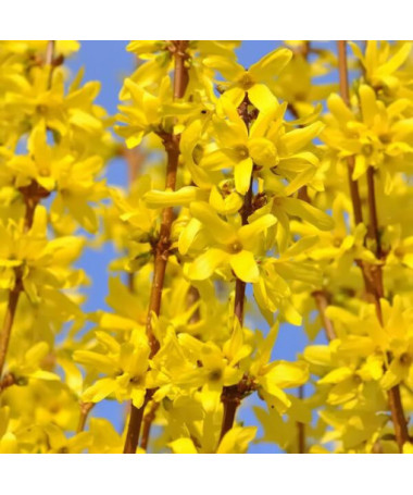 Forsythia intermedia 'Lynwood' en pot de 2l
