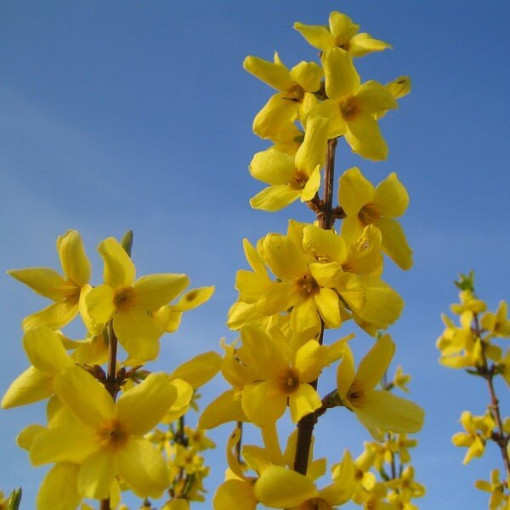 Forsythia intermedia 'Lynwood' en pot de 2l