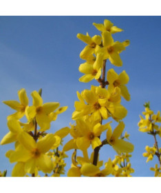 Forsythia intermedia 'Lynwood' en pot de 2l