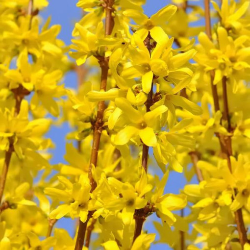 Forsythia intermedia 'Lynwood' en pot de 2l