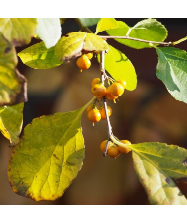 Dławisz Herkules (mâle) en pot de 2l