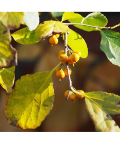 Dławisz Herkules (mâle) en pot de 2l