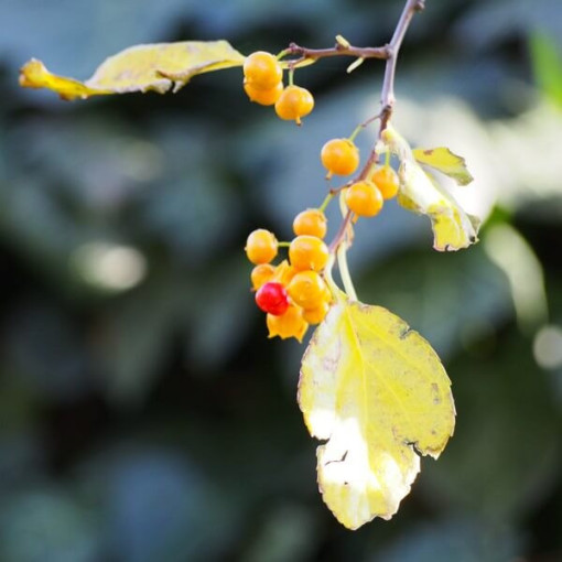 Dławisz Herkules (mâle) en pot de 2l