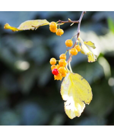 Dławisz Herkules (mâle) P9/C1